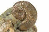 Fossil Ammonites (Hoploscaphites & Jeletzkytes) - South Dakota #189339-1
